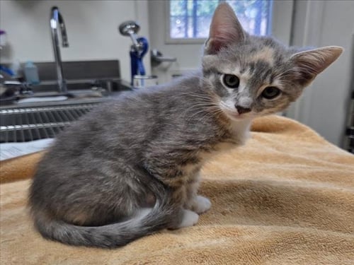 *MOSAIC - Domestic Short Hair available for adoption