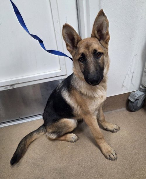 *ELLA - German Shepherd Dog available for adoption