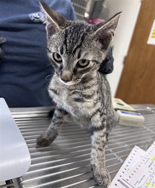 *BINGO - Domestic Short Hair available for adoption