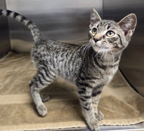 *BINGO - Domestic Short Hair available for adoption