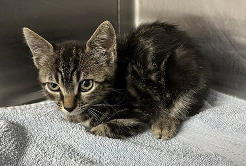 *MINNIE - Domestic Short Hair available for adoption
