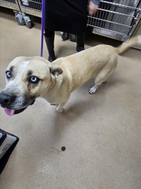 *BLUEY - Siberian Husky / Pit Bull Terrier available for adoption