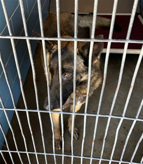 *PATCH - Belgian Shepherd Malinois available for adoption