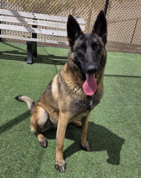 *PATCH - Belgian Shepherd Malinois available for adoption