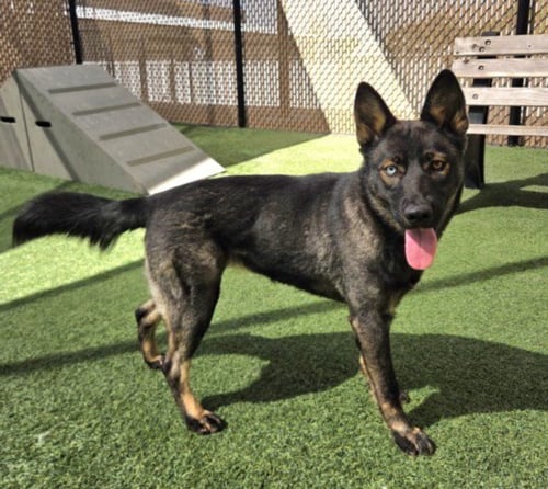 *NOUGAT - German Shepherd Dog / Siberian Husky available for adoption