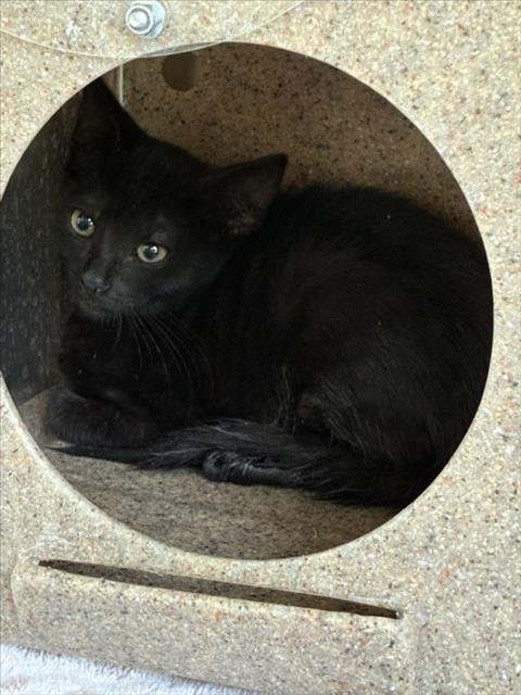 *TAIRN - Domestic Short Hair available for adoption