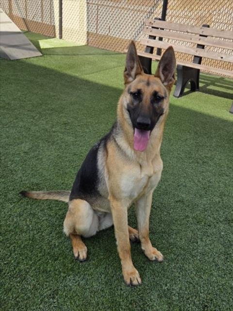 *FOREST - German Shepherd Dog available for adoption