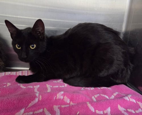 ELOISE - Domestic Short Hair available for adoption