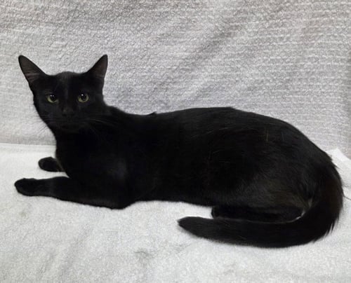 ELOISE - Domestic Short Hair available for adoption