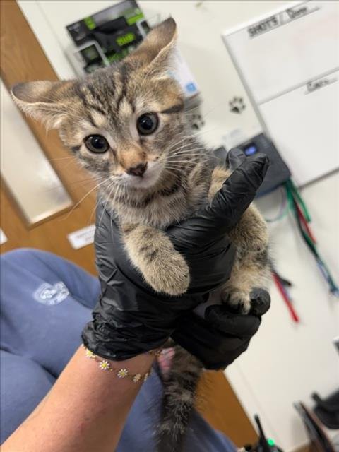 *PICKLES - Domestic Short Hair available for adoption