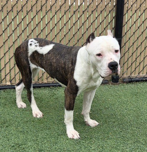 *CHANCE - American Pit Bull Terrier available for adoption