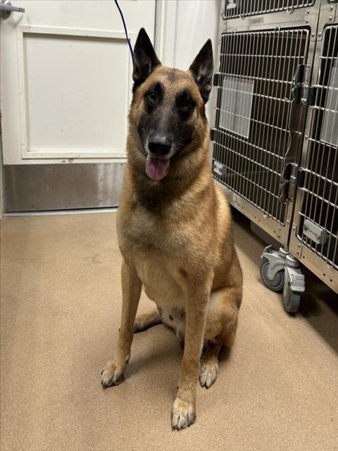 BULLET - Belgian Shepherd Malinois available for adoption