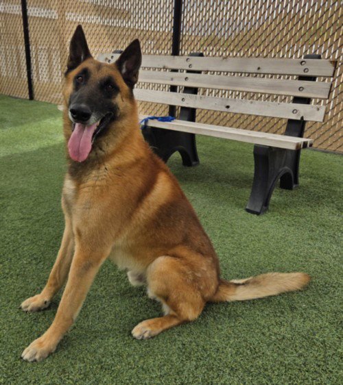 BULLET - Belgian Shepherd Malinois available for adoption