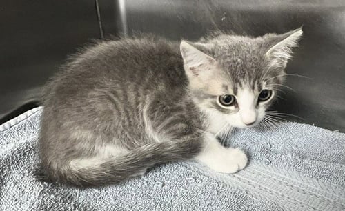 *ROMEO - Domestic Short Hair available for adoption