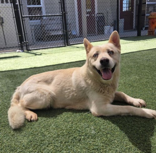 *DOVE - Siberian Husky available for adoption