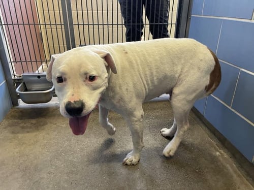 *PATIN - Pit Bull Terrier available for adoption