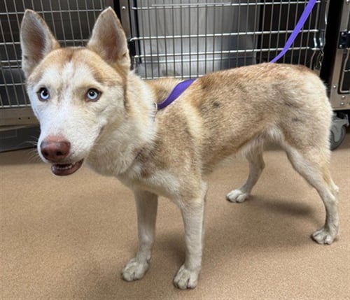 *COUGAR - Siberian Husky available for adoption