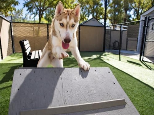 *COUGAR - Siberian Husky available for adoption