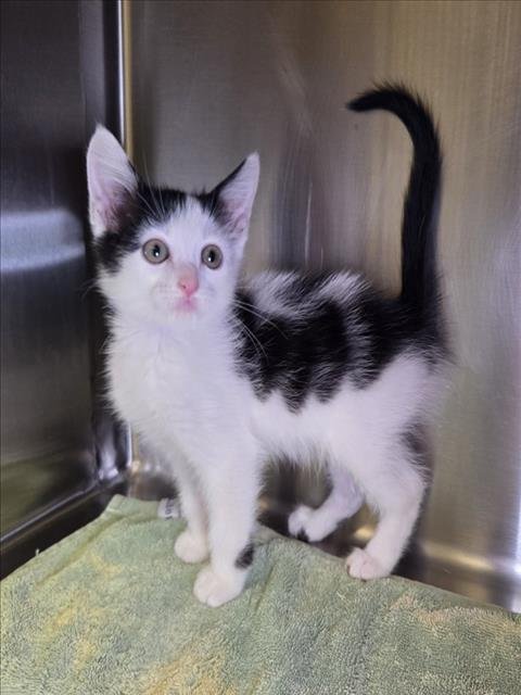*BANDITO - Domestic Short Hair available for adoption