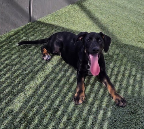 *BUMBLEBEE - German Shepherd Dog available for adoption