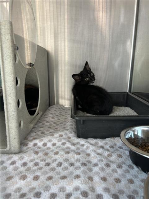 *DIAMOND - Domestic Short Hair available for adoption