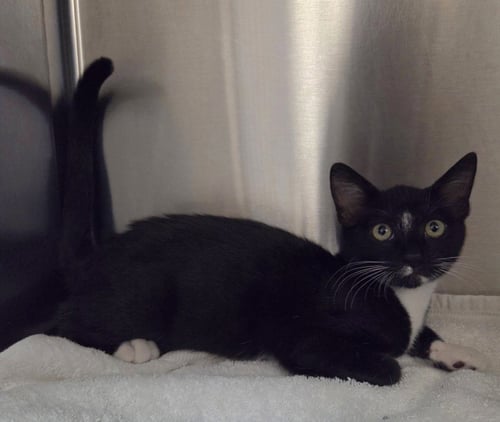 *DIAMOND - Domestic Short Hair available for adoption