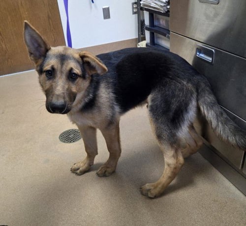 *PORTER - German Shepherd Dog available for adoption