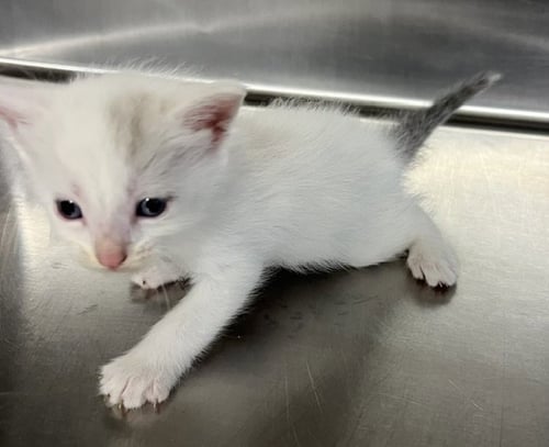 *HURON