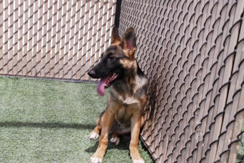 *BANSHEE - German Shepherd Dog available for adoption