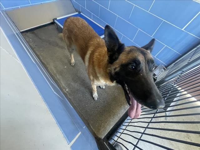 ZEUS - German Shepherd Dog / Belgian Shepherd Malinois available for adoption