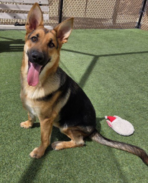 *SAM - German Shepherd Dog available for adoption
