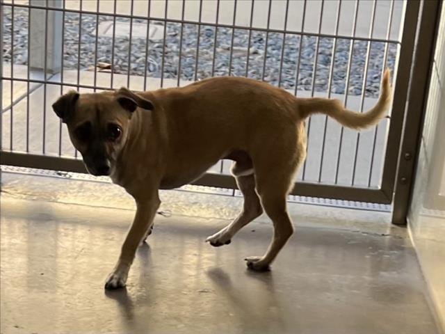 WRINKLES - Chihuahua available for adoption