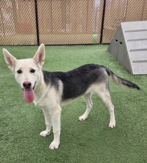 *SO CAL - German Shepherd Dog available for adoption