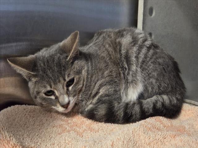 *BLUEBELL - Domestic Short Hair available for adoption