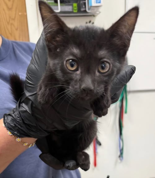 *BELLA - Domestic Short Hair available for adoption