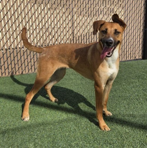 *RUBY - German Shepherd Dog available for adoption