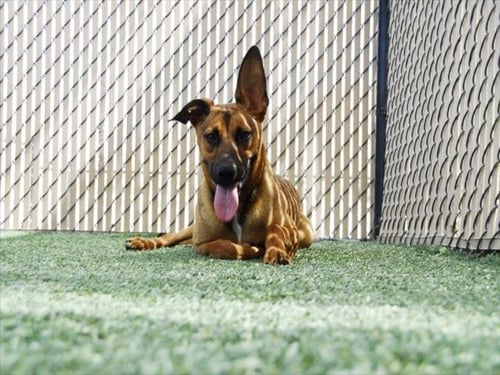 *LONGHORN - German Shepherd Dog available for adoption