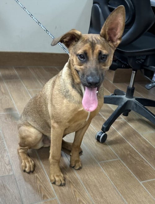 *LONGHORN - German Shepherd Dog available for adoption