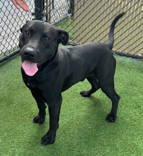 *JET - Pit Bull Terrier / Labrador Retriever available for adoption