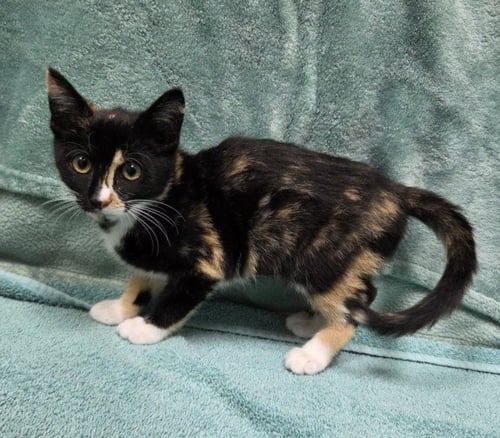 *AGATE - Domestic Short Hair available for adoption
