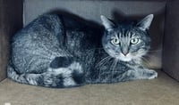 PERCY - Photo 1