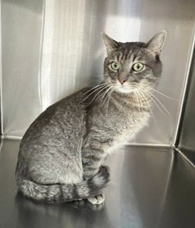 PERCY - Domestic Short Hair available for adoption