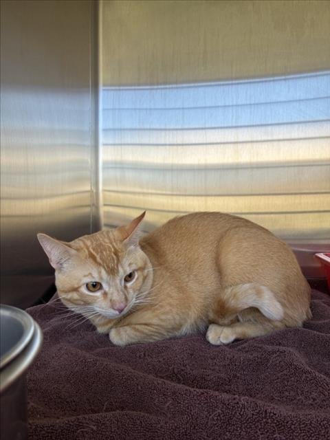 *NARUTO - Domestic Short Hair available for adoption