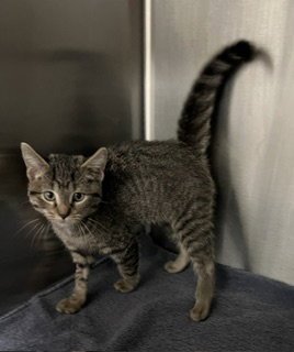 *TE FITI - Domestic Short Hair available for adoption