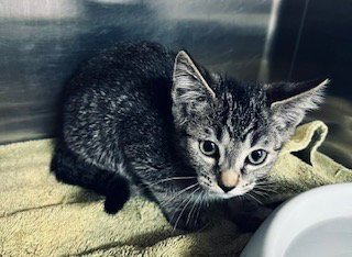 *TE FITI - Domestic Short Hair available for adoption