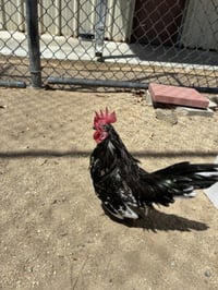FOGHORN - Photo 1