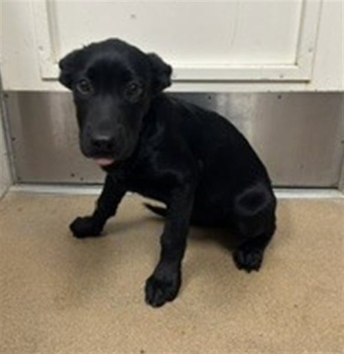*MIRANDA - German Shepherd Dog available for adoption