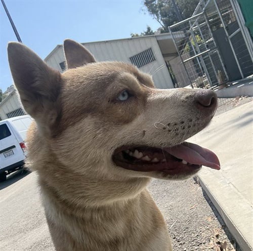 *SUNNY - Husky available for adoption