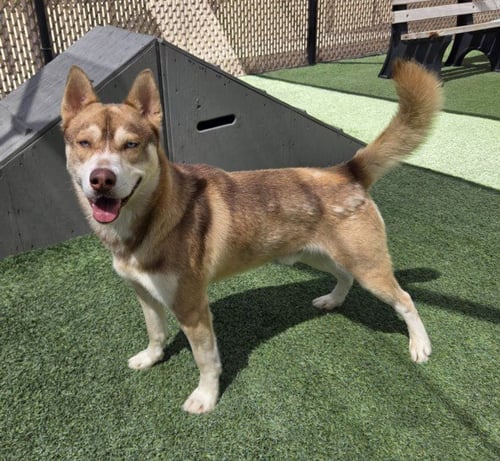 *SUNNY - Husky available for adoption