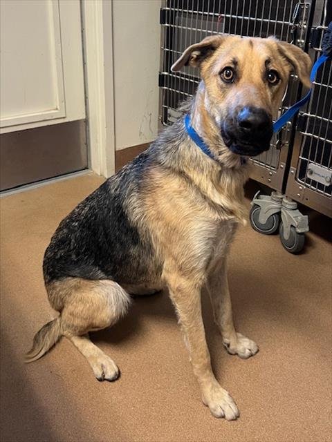 *TULIP - German Shepherd Dog available for adoption